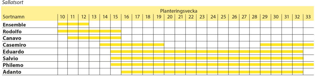 Planteringsschema Sallat planteringsschema sallat