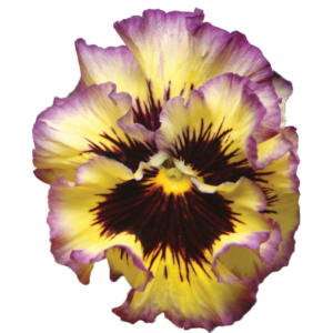 Violasort OrchiF1 Purple Yellow