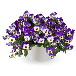 Kruka med Viola Volante Purple Picotee