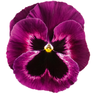 Närbild på Viola Carneval Special Neon Purple